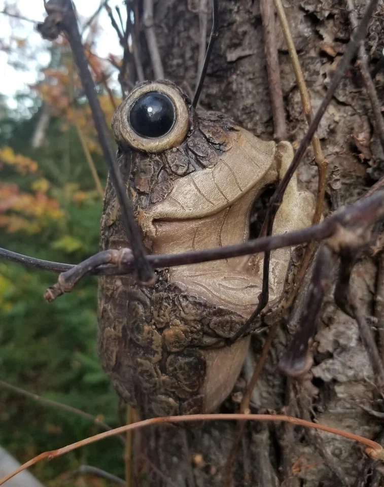 Adorno rana silenciosa Foto 1 de 1