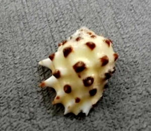 Drupina ricinus 22mm GEM BIG spiky Sammlung WOW!!! - Bild 1 von 7