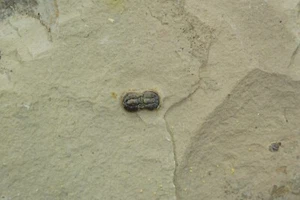 Itagnostus Interstrictus / scisto Wheeler, Utah / raro esemplare fossile - Foto 1 di 2