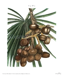 DATES 8 x 10 Botanical Giclee Fine Art Print - Picture 1 of 1