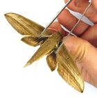 insect collection unmounted real folded butterfly / moth  Sphingidae China #682
