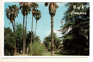 1962 Arizona Chrome Petley Postkarte University of Arizona Campus Palmen -JH1 - Bild 1 von 2