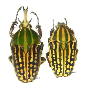 Escarabajo/Cetoniidae sin montar - Chelorrhina savagei, PAR 6 - Imagen 1 de 1