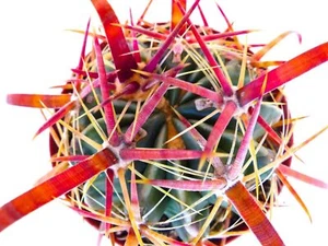Ferocactus latispinus SPIRALIS Teotitlan CH162 SAMEN - - SAMEN - Bild 1 von 3