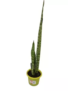 Sansevieria | Mother In Law's Tongue | Snake Plant | Established Indoor Plant. - Picture 1 of 2