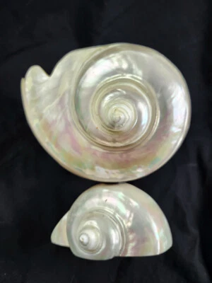 Jarrón antiguo madreperla turbo turbante concha pedastal caviar cuenco plato Foto 1 de 4