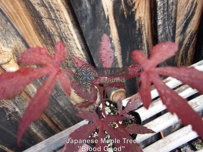 Dormant Japanese Maple Tree Seedling - Acer palmatum 'Bloodgood' - 4 to 6 inches - Image 1 of 4