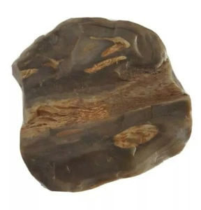 Petrified Wood 100g Arizona/Nevada 2" x 2" - Picture 1 of 7