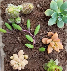 *Bulk* Rooted Succulent Cactus plants! Echeveria Ruby necklace Sedum ×6 - Picture 1 of 4