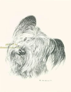 # 100 SKYE TERRIER portrait  dog art print * Pen and ink drawing * Jan Jellins - Picture 1 of 9