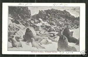 Falkland Islands Sea Lion Rookery 1904 - Picture 1 of 1