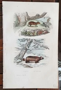 TRAVIES Gravure ancienne vers1840 Buffon: L'AGOUTI. LE GLOUTON - Imagen 1 de 1