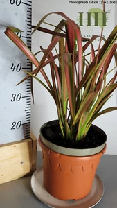 Phormium 'Jester' | Evergreen Perennial | Size: 5 litre, 50cm Height - Picture 1 of 3