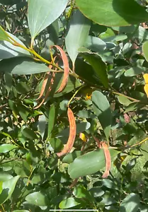 Acacia. Phlebophylla Seed Pack - 20+ Seeds. 2025 Fresh Seeds. - Picture 1 of 3