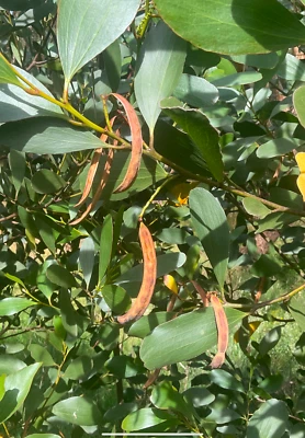 Acacia.    Phlebophylla Seed Pack  - 20+ Seeds.     2025  Fresh Seeds. - Image 1 of 3