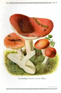 1913 GRAMBERG CHROMOLITHOGRAPHIE Pilze: Kranker, Brechmittel oder Erbrechen Russula - Bild 1 von 3