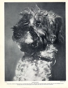 BRIARD HEAD STUDY OLD ORIGINAL DOG PRINT PAGE FROM 1934 - Picture 1 of 1