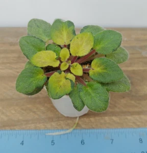 African Violet Plant -- Vi-Everest ~ variegated Leaf Chimera semi mini - Picture 1 of 1