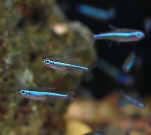 Live Green Neon Tetras (Pack of 6 Freshwater Aquarium Nano Fish) *PLS READ DESC*
