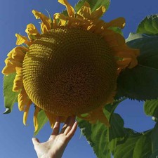 GIRASOLE GIGANTE 15 SEMI - GIANT SUNFLOWER QUALITY SEEDS