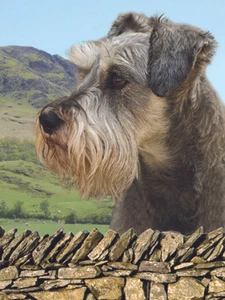 3D Bild Hunde Schnauzer Kopf & Schultern Portrait Größe 39 x 29 cm ca. Neu - Bild 1 von 1