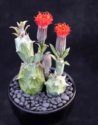 3pcs Succulent plant Senecio mweroensisssp.saginatus flowering plants high5-7cm - Image 1 of 4