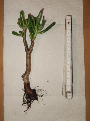 Crassula Ovata Gollum - Geldbaum/Löffelbaum - Bild 1 von 2