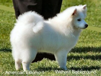 LARGE-SIZED CAR DECALS - AMERICAN ESKIMO - Image 1 of 2