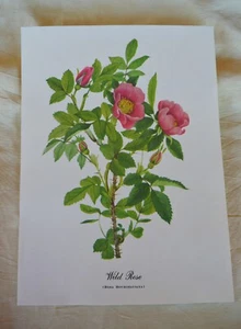 VTG 12” x 8 3/4” Art Print of Wild Rose Rosa Bourgeauiana on Cream Color Paper - Picture 1 of 4