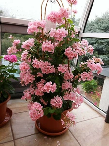 Kletter Geranie Lachs Pelargonie zonale wird 1,20m hoch! kräftige Jungpflanzen - Bild 1 von 8