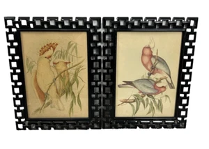 J Gould Vintage Vogel Drucke gerahmt Sittich Nymphensittich Paar tropisch 8,5"x6,5" - Bild 1 von 10