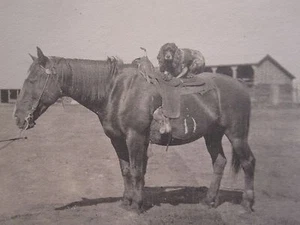 ANTIGUA SILLA ARTÍSTICA COCKER SPANIEL A CABALLO BFF ANIMAL AMOR AMOR GIDDY UP FOTO - Imagen 1 de 5