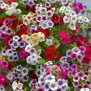 100pcs/pack Mixed Color Annual Phlox Seeds Balcony Garden Flower Pot Plant - Picture 1 of 6