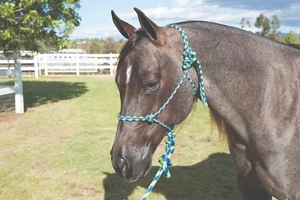 Professionals Choice Ranch Hand Horse Halter and 10' Lead Rope Royal Lime Blue - Picture 1 of 2