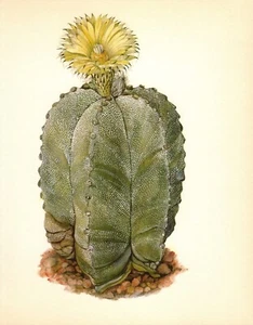 Vintage Cactus Print Botanical Art Bishops Cap Cactus Illustration 5674-26 - Picture 1 of 1
