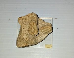 Fósil de 2 trilobites - Imagen 1 de 11