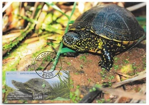 Turtle European pond terrapin Portugal 2021 Europa CEPT maxicard - Picture 1 of 1