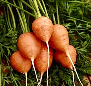 400 + PARISIAN CARROT SEEDS / Organic / Non-GMO / Vegetable Garden / Free Ship - Picture 1 of 1