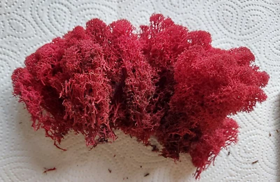 Islandmoos ca 30 g Kamin Rot # 01 - Bild 1 von 2