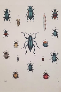 COLEOTTERI PLANCHE INSETTI ENTOMOLOGIA ENTOMOLOGY INSECTS COLEOPTERA BEETLES 848 - Picture 1 of 1