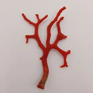 Rama de coral rojo natural mar Mediterráneo genuino sin pulir muestra de exhibición - Imagen 1 de 11