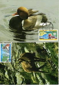 BULGARIA 1999 EUROPA CEPT DUCK 2 MAXI CARDS - Bild 1 von 1