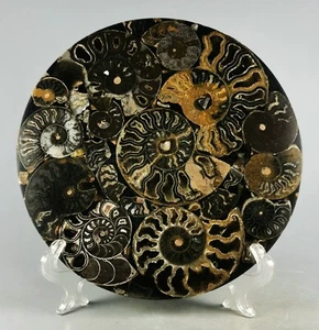 AMMONITE SHELL JURASSIC DISK HALF CUT w/Wenge Stand-Madagascar - Picture 1 of 10