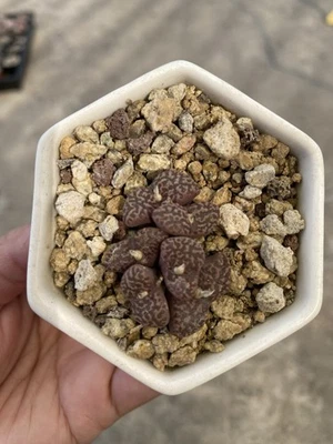 Conophytum Pellucidum Var. Neohallii Rare Succulent Live Plant - Image 1 of 3
