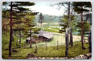 1907 Auburndale, Newton Mass  Norumbega Park  Lagoon, Animal Pen MA Postcard UNP - Picture 1 of 2