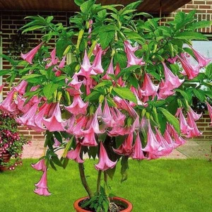 Brugmansia Pink - Brugmansia Suaveolens Pink - Angels Trumpets Pink - 5 Seeds - Picture 1 of 3