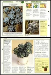 Moonstones #52 Cacti Success With House Plants 1990 Fold-Out Card - Picture 1 of 1