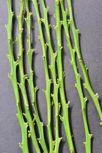 Top Quality Fresh Cut Finger Lime Budwood: Grafting for Professionals:19 species - Picture 1 of 10