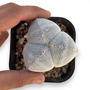 Astrophytum Myriostigma Onzuka Tricostato On Root PØT 10 cm - Foto 1 di 1