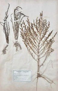 Botany - Plank Herbarium Xixth - Plants Dried - Primulacées 25 - Picture 1 of 3